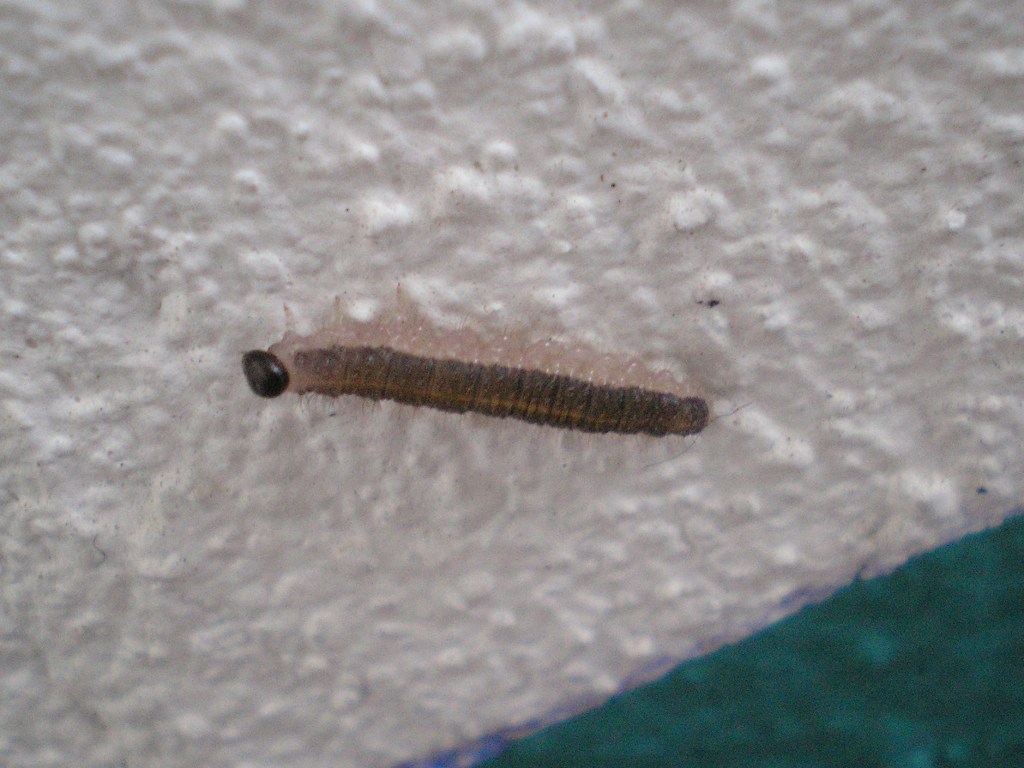 symphyta larva